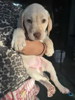 Labrador Retriever- Dudley 1, a female Labrador Retriever for sale in North Fort Myers, FL – 2 of 6