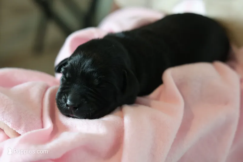 Labrador Retriever-black 1 – Labrador Retriever puppy for sale in North Fort Myers, FL