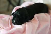 Labrador Retriever-black 1, a female Labrador Retriever for sale in North Fort Myers, FL – 1 of 5