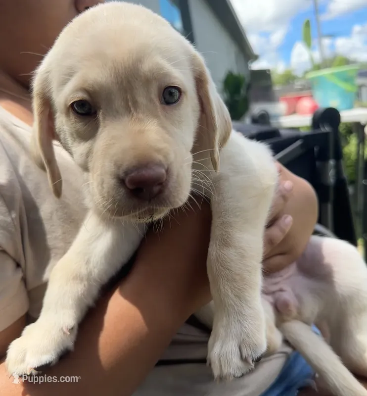 Labrador Retriever- Dudley 1 – Labrador Retriever puppy for sale in North Fort Myers, FL