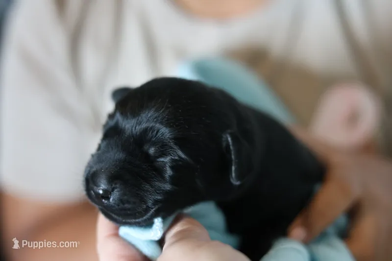 Labrador Retriever- Black – Labrador Retriever puppy for sale in North Fort Myers, FL