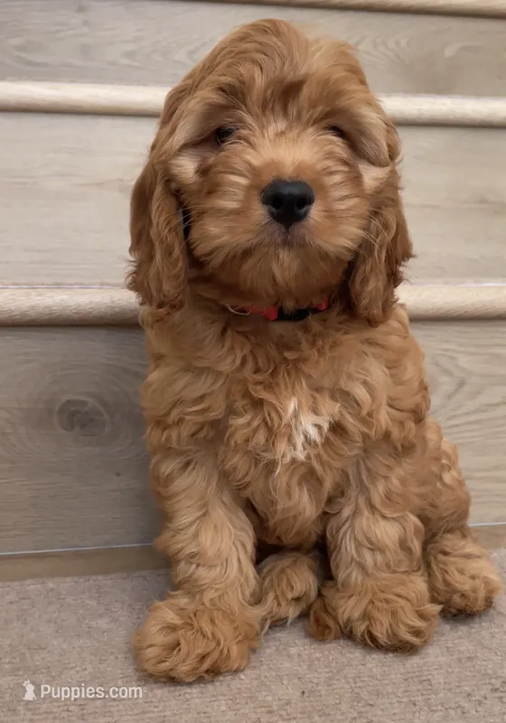Mini Choco – Cockapoo puppy for sale in Los Angeles, CA