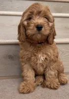 Mini Choco, a female Cockapoo for sale in Los Angeles, CA – 1 of 2