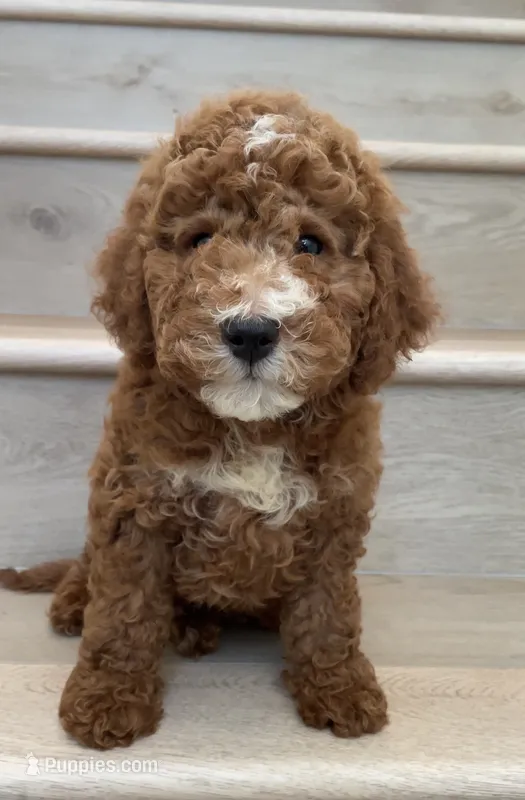 Mini Goofy – Miniature Goldendoodle puppy for sale in Los Angeles, CA