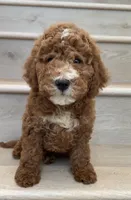 Mini Goofy, a male Miniature Goldendoodle for sale in Los Angeles, CA – 1 of 2
