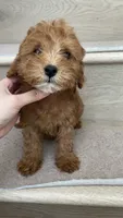 Mini Mocha, a male Miniature Goldendoodle for sale in Los Angeles, CA – 2 of 2