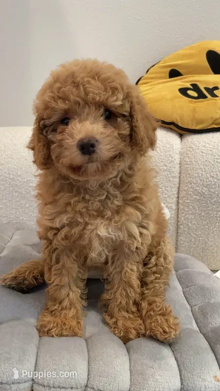 Mini Bella – Maltipoo, Bichpoo puppy for sale in Los Angeles, CA