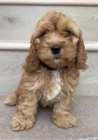 Mini Toy Cici, a female Cockapoo for sale in Los Angeles, CA – 2 of 2