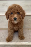 Mini Glora, a female Miniature Goldendoodle for sale in Los Angeles, CA – 2 of 2