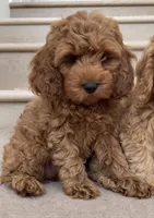 Mini Mia, a female Cockapoo for sale in Los Angeles, CA – 2 of 2