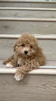 Mini Betty, a female Maltipoo and Bichpoo for sale in Los Angeles, CA – 4 of 4