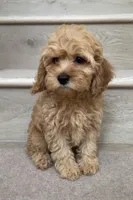 Mini Max, a male Cockapoo for sale in Los Angeles, CA – 2 of 2