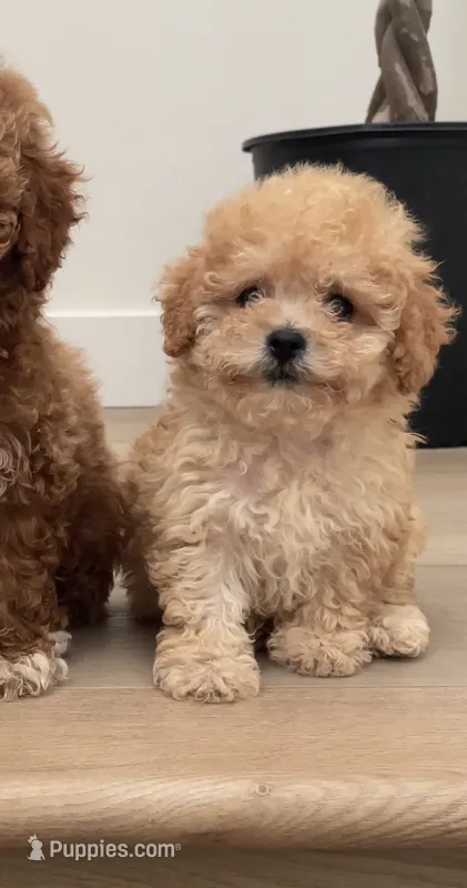 Toy Mochi – Poodle - Toy  puppy for sale in Los Angeles, CA
