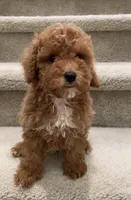 Toy Milo, a male Maltipoo for sale in Los Angeles, CA – 2 of 2