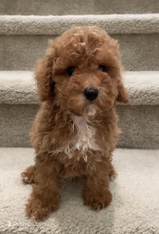 Toy Milo – Maltipoo puppy for sale in Los Angeles, CA