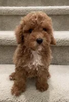 Toy Milo, a male Maltipoo for sale in Los Angeles, CA – 1 of 2