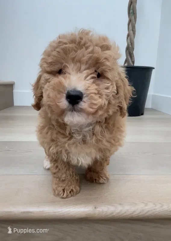 Mini Bobo – Maltipoo, Bichpoo puppy for sale in Los Angeles, CA