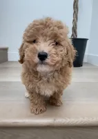 Mini Bobo, a male Maltipoo and Bichpoo for sale in Los Angeles, CA – 1 of 2