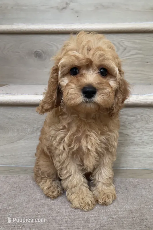 Mini Max – Cockapoo puppy for sale in Los Angeles, CA