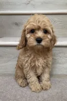 Mini Max, a male Cockapoo for sale in Los Angeles, CA – 1 of 2