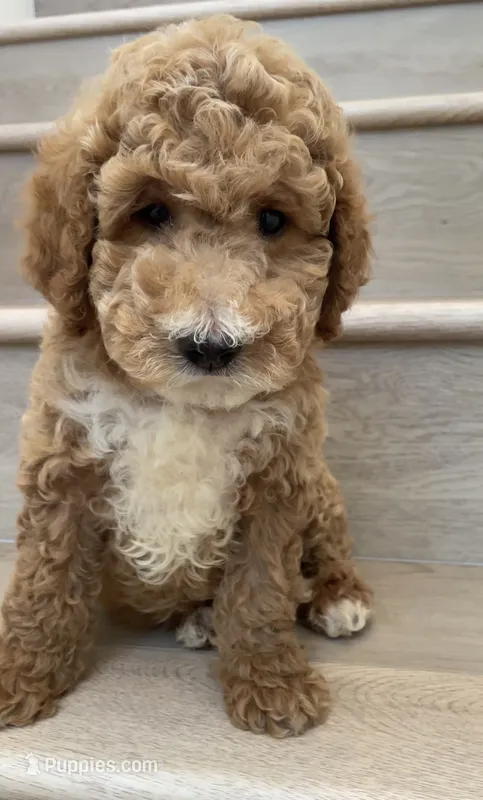 Mini Glen – Miniature Goldendoodle puppy for sale in Los Angeles, CA