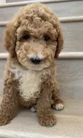 Mini Glen, a male Miniature Goldendoodle for sale in Los Angeles, CA – 1 of 2