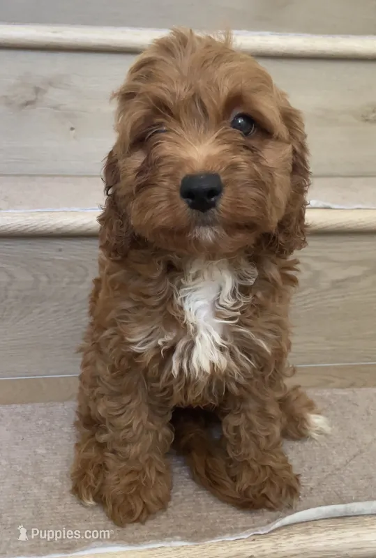 Mini Cici – Cavapoo puppy for sale in Los Angeles, CA