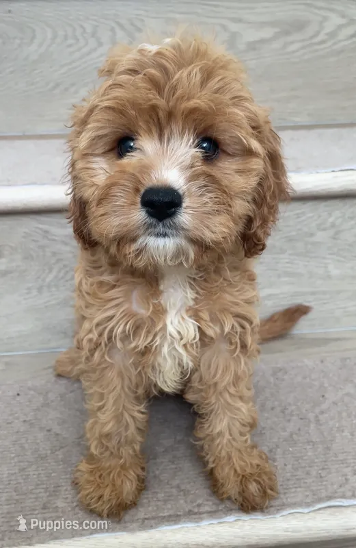 Mini Coco – Cavapoo puppy for sale in Los Angeles, CA