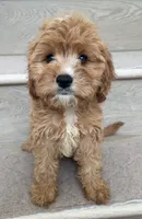 Mini Coco, a female Cavapoo for sale in Los Angeles, CA – 1 of 2