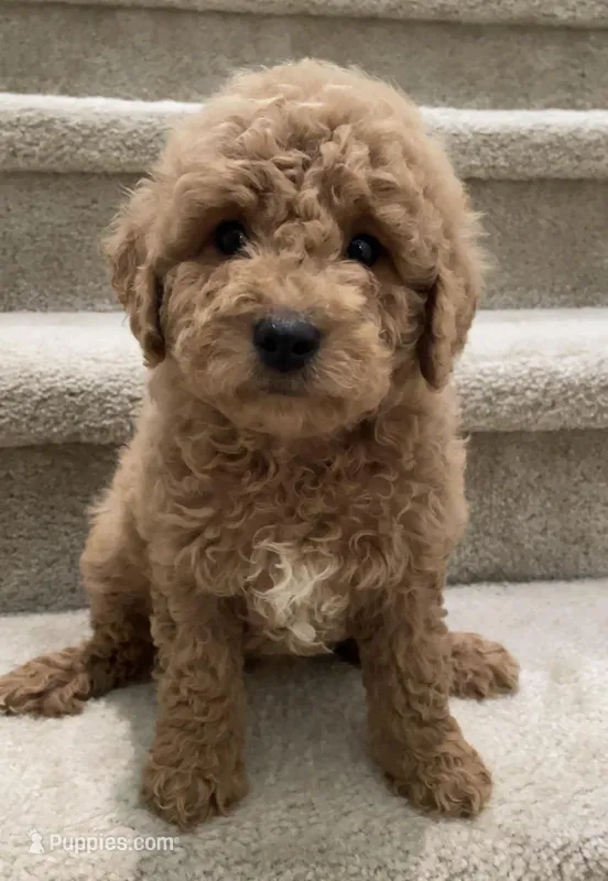 Mini Gogo – Miniature Goldendoodle puppy for sale in Los Angeles, CA