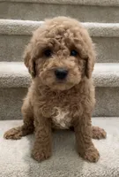 Mini Gogo, a male Miniature Goldendoodle for sale in Los Angeles, CA – Photo 2 of 2