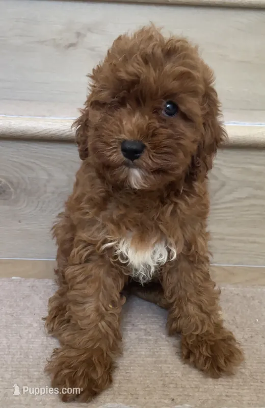Mini Cooper  – Cavapoo puppy for sale in Los Angeles, CA