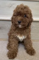 Mini Cooper , a male Cavapoo for sale in Los Angeles, CA – 1 of 2