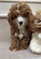 Mini Toy Choco, a male Cavapoo for sale in Los Angeles, CA – 2 of 3