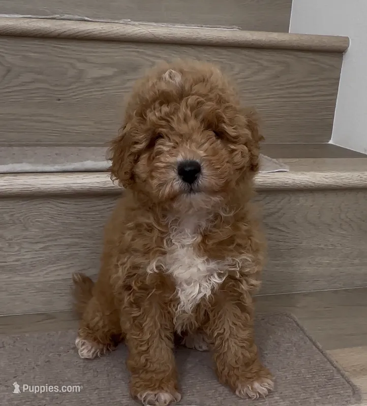 Mini Billy – Maltipoo, Bichpoo puppy for sale in Los Angeles, CA