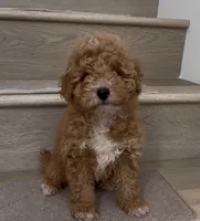 Mini Billy, a male Maltipoo and Bichpoo for sale in Los Angeles, CA – 1 of 2