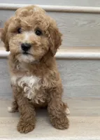Mini Geo , a male Miniature Goldendoodle for sale in Los Angeles, CA – 2 of 2