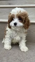 Mini Coco, a female Cavapoo for sale in Los Angeles, CA – 3 of 3