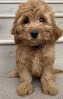 Mini Chloe, a female Cockapoo for sale in Los Angeles, CA – 2 of 2