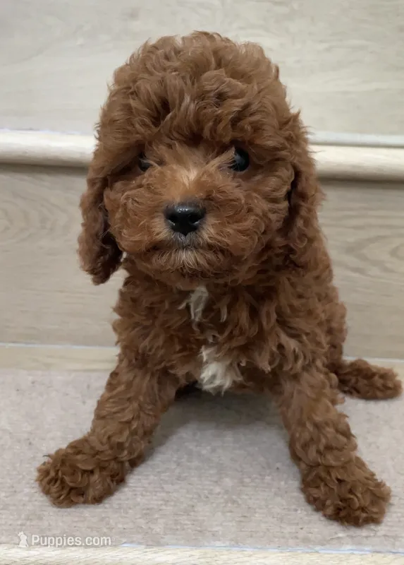 Mini Coke – Cavapoo puppy for sale in Los Angeles, CA
