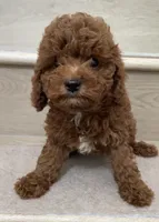 Mini Coke, a male Cavapoo for sale in Los Angeles, CA – 1 of 2