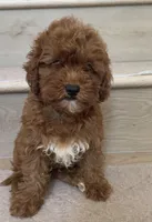 Mini Cooper , a male Cavapoo for sale in Los Angeles, CA – 2 of 2