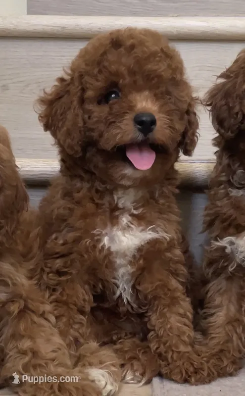 Mini Coco – Cavapoo puppy for sale in Los Angeles, CA