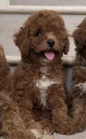 Mini Coco, a female Cavapoo for sale in Los Angeles, CA – 1 of 2