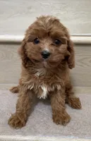 Mini Cici, a female Cavapoo for sale in Los Angeles, CA – 1 of 2