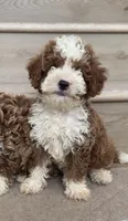 Mini Cooper , a male Cavapoo for sale in Los Angeles, CA – 2 of 2