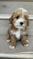 Mini Momo, a female Miniature Goldendoodle for sale in Los Angeles, CA – 2 of 4