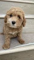 Mini Molly, a female Miniature Goldendoodle for sale in Los Angeles, CA – 2 of 3