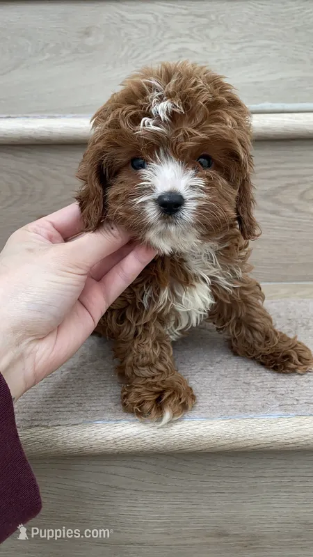 Mini Toy Choco – Cavapoo puppy for sale in Los Angeles, CA