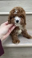 Mini Toy Choco, a male Cavapoo for sale in Los Angeles, CA – 1 of 3